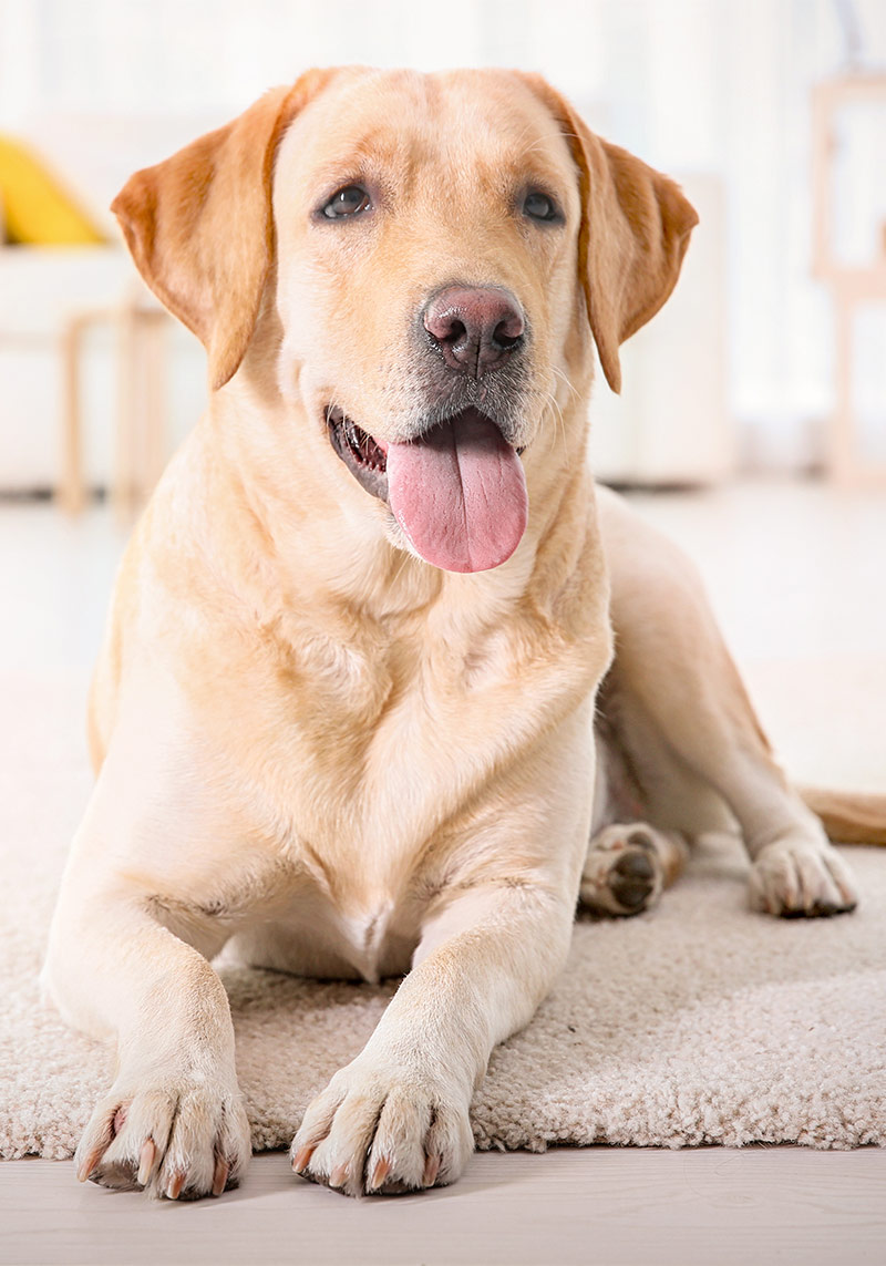 Labrador, nommé le chien le plus populaire de France